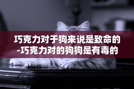 巧克力對于狗來說是致命的-巧克力對的狗狗是有毒的