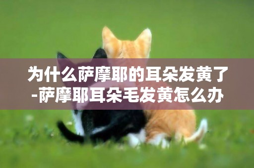 為什么薩摩耶的耳朵發黃了-薩摩耶耳朵毛發黃怎么辦