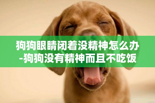 狗狗眼睛閉著沒精神怎么辦-狗狗沒有精神而且不吃飯該怎么辦