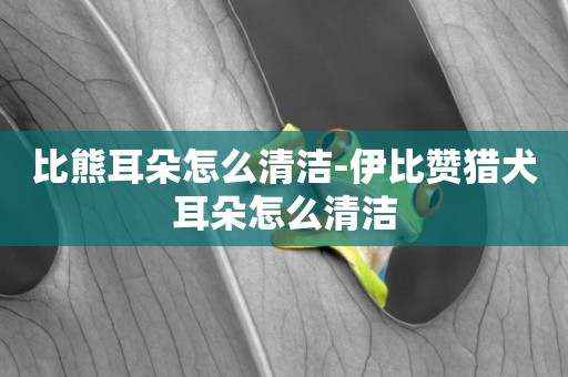 比熊耳朵怎么清潔-伊比贊獵犬耳朵怎么清潔
