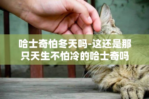 哈士奇怕冬天嗎-這還是那只天生不怕冷的哈士奇嗎