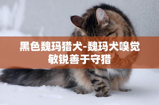 黑色魏瑪獵犬-魏瑪犬嗅覺敏銳善于守獵