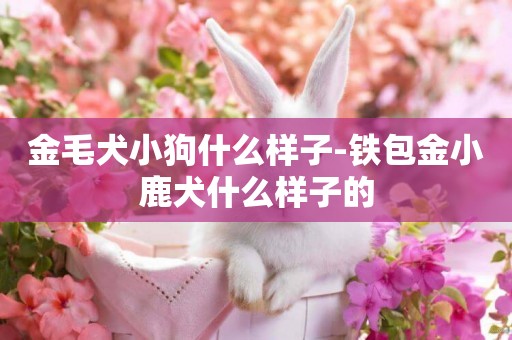 金毛犬小狗什么樣子-鐵包金小鹿犬什么樣子的