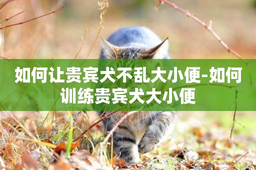 如何讓貴賓犬不亂大小便-如何訓練貴賓犬大小便