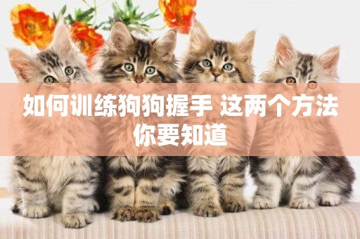 如何訓練狗狗握手 這兩個方法你要知道