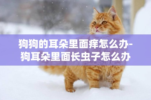 狗狗的耳朵里面癢怎么辦-狗耳朵里面長蟲子怎么辦