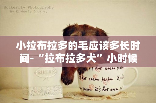 小拉布拉多的毛應該多長時間-“拉布拉多犬”小時候vs長大后