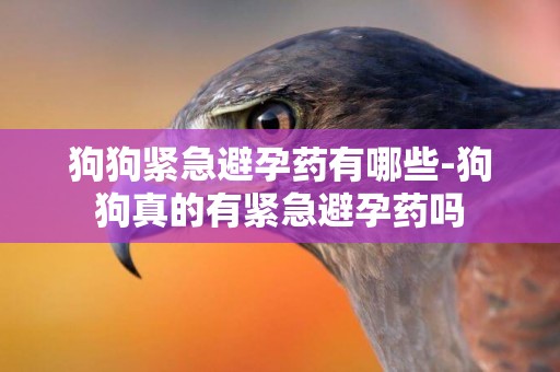 狗狗緊急避孕藥有哪些-狗狗真的有緊急避孕藥嗎