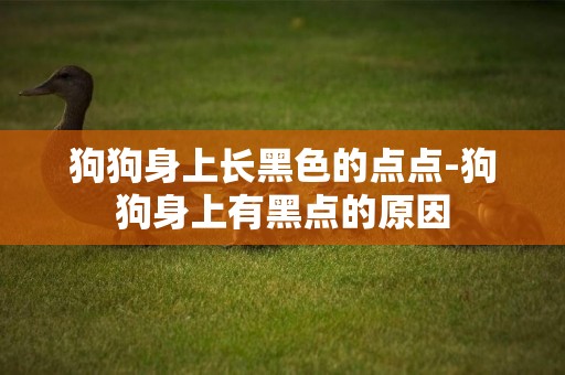 狗狗身上長黑色的點點-狗狗身上有黑點的原因