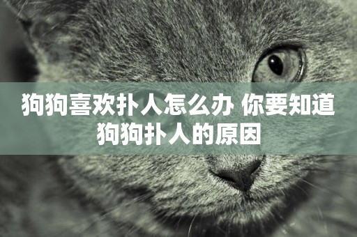 狗狗喜歡撲人怎么辦 你要知道狗狗撲人的原因