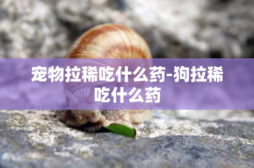 寵物拉稀吃什么藥-狗拉稀吃什么藥