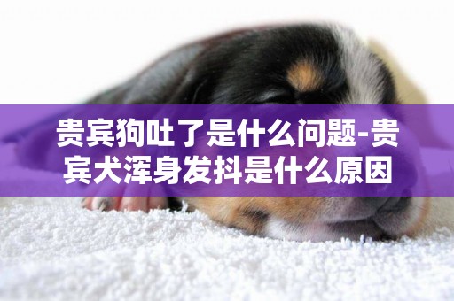 貴賓狗吐了是什么問題-貴賓犬渾身發抖是什么原因