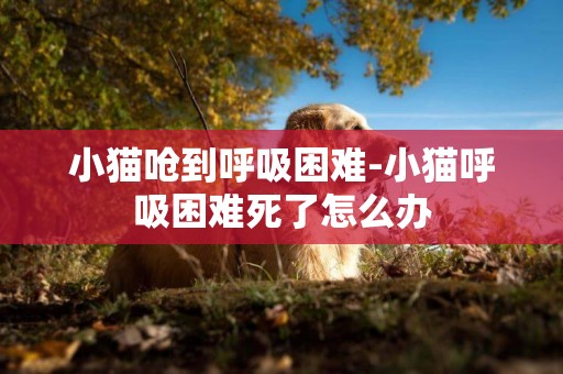 小貓嗆到呼吸困難-小貓呼吸困難死了怎么辦