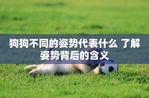 狗狗不同的姿勢代表什么 了解姿勢背后的含義