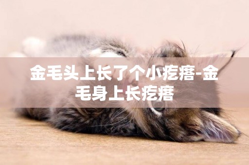 金毛頭上長了個小疙瘩-金毛身上長疙瘩