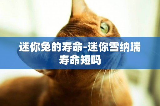 迷你兔的壽命-迷你雪納瑞壽命短嗎