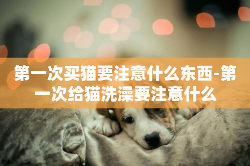 第一次買貓要注意什么東西-第一次給貓洗澡要注意什么