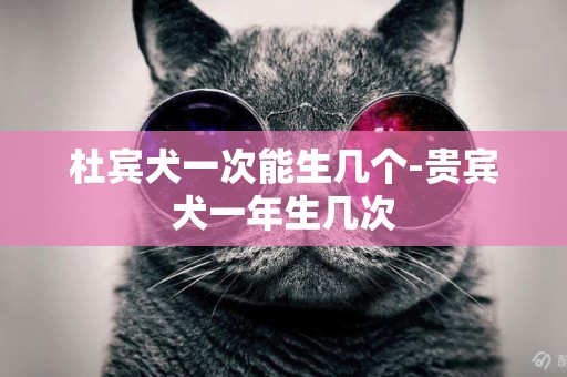 杜賓犬一次能生幾個-貴賓犬一年生幾次
