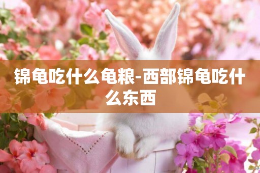 錦龜吃什么龜糧-西部錦龜吃什么東西