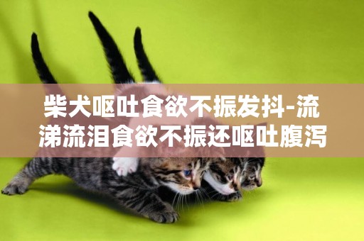 柴犬嘔吐食欲不振發抖-流涕流淚食欲不振還嘔吐腹瀉