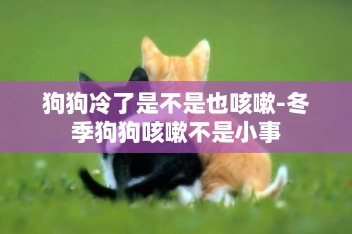 狗狗冷了是不是也咳嗽-冬季狗狗咳嗽不是小事