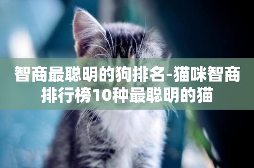 智商最聰明的狗排名-貓咪智商排行榜10種最聰明的貓