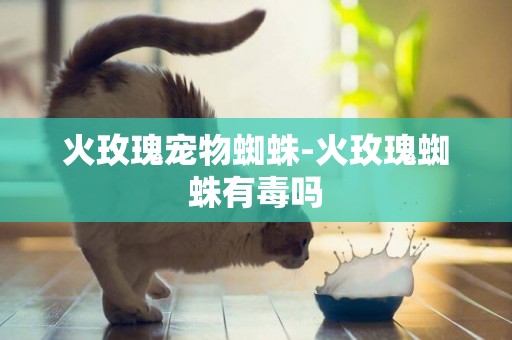 火玫瑰寵物蜘蛛-火玫瑰蜘蛛有毒嗎