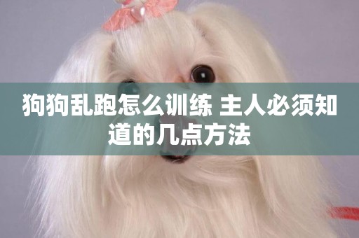 狗狗亂跑怎么訓練 主人必須知道的幾點方法