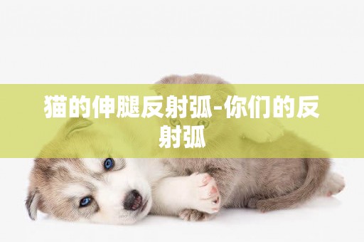 貓的伸腿反射弧-你們的反射弧
