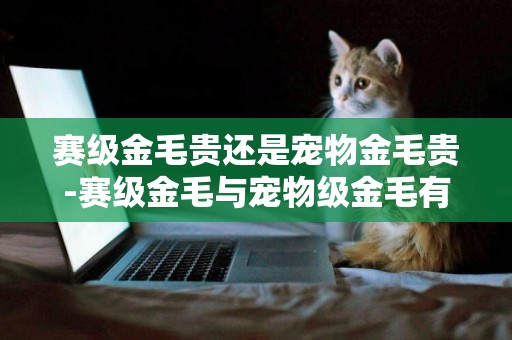 賽級金毛貴還是寵物金毛貴-賽級金毛與寵物級金毛有何區別