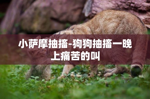 小薩摩抽搐-狗狗抽搐一晚上痛苦的叫