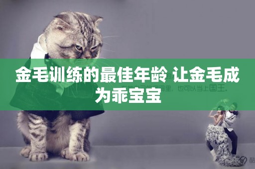 金毛訓練的最佳年齡 讓金毛成為乖寶寶