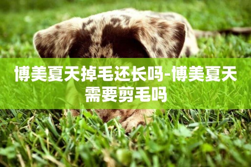 博美夏天掉毛還長嗎-博美夏天需要剪毛嗎