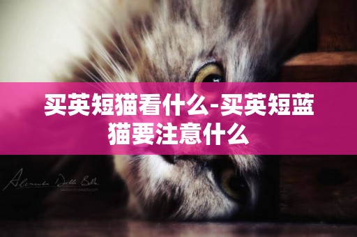 買英短貓看什么-買英短藍貓要注意什么