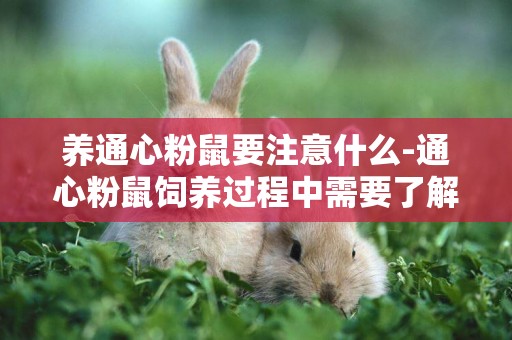 養通心粉鼠要注意什么-通心粉鼠飼養過程中需要了解及注意的事情