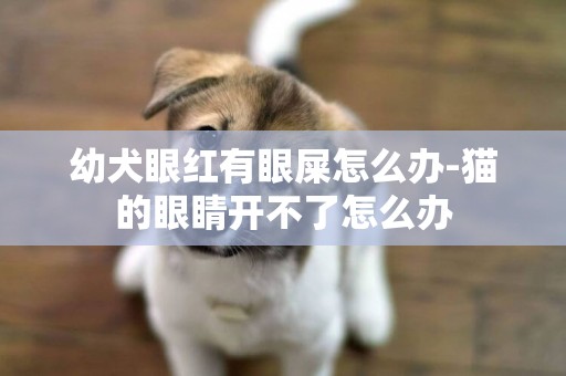 幼犬眼紅有眼屎怎么辦-貓的眼睛開不了怎么辦