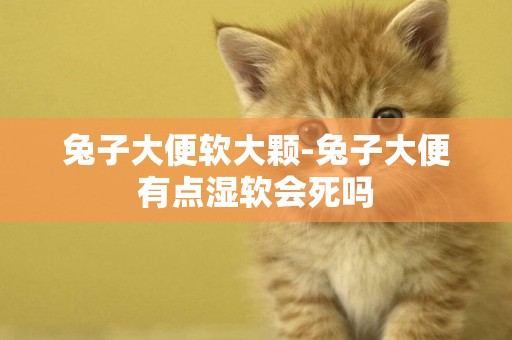 兔子大便軟大顆-兔子大便有點濕軟會死嗎