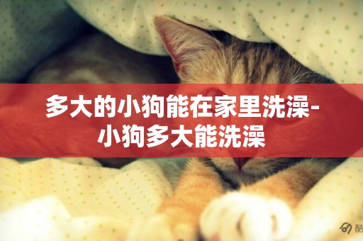 多大的小狗能在家里洗澡-小狗多大能洗澡