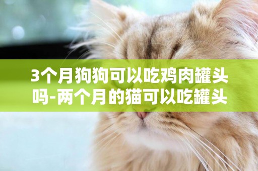 3個月狗狗可以吃雞肉罐頭嗎-兩個月的貓可以吃罐頭嗎
