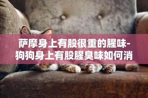 薩摩身上有股很重的腥味-狗狗身上有股腥臭味如何消除