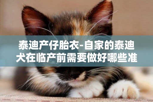泰迪產仔胎衣-自家的泰迪犬在臨產前需要做好哪些準備