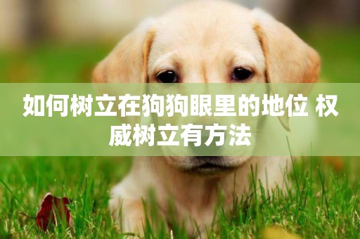 如何樹立在狗狗眼里的地位 權威樹立有方法