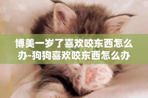 博美一歲了喜歡咬東西怎么辦-狗狗喜歡咬東西怎么辦