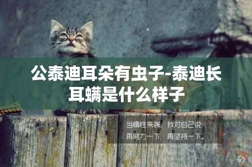 公泰迪耳朵有蟲子-泰迪長耳螨是什么樣子