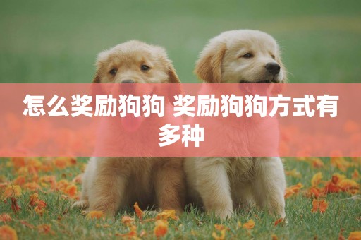 怎么獎勵狗狗 獎勵狗狗方式有多種