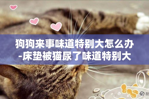 狗狗來事味道特別大怎么辦-床墊被貓尿了味道特別大怎么辦
