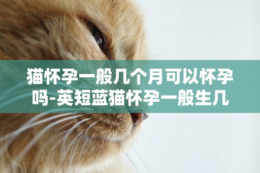 貓懷孕一般幾個月可以懷孕嗎-英短藍貓懷孕一般生幾個