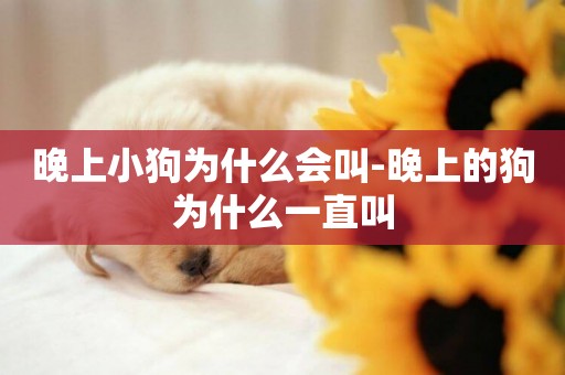 晚上小狗為什么會叫-晚上的狗為什么一直叫