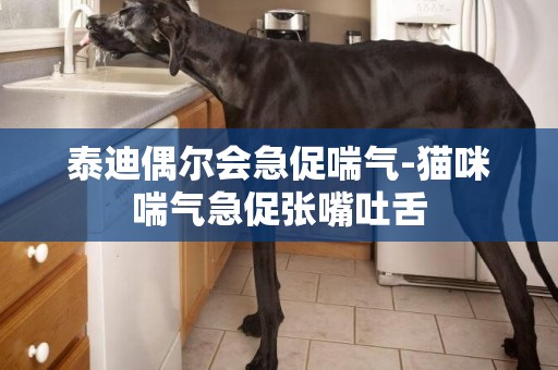 泰迪偶爾會急促喘氣-貓咪喘氣急促張嘴吐舌