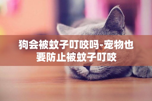 狗會被蚊子叮咬嗎-寵物也要防止被蚊子叮咬